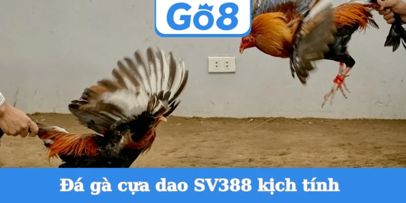 Da-ga-cua-dao-SV388-kich-tinh