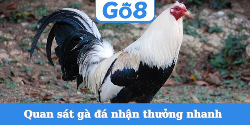 Quan-sat-ga-da-nhan-thuong-nhanh