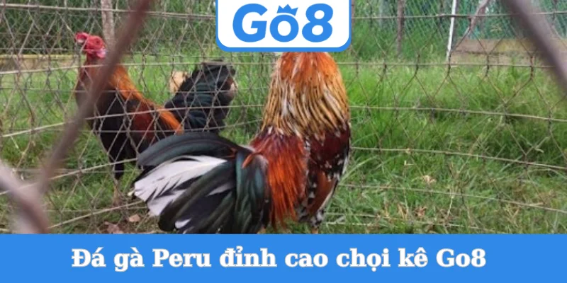 da-ga-peru-dinh-cao-choi-ke-go8
