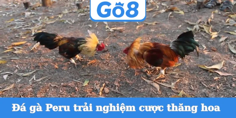 da-ga-peru-trai-nghiem-cuoc-thang-hoa