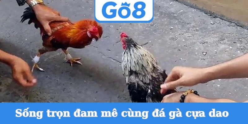 song-tron-dam-me-cung-da-ga-cua-dao