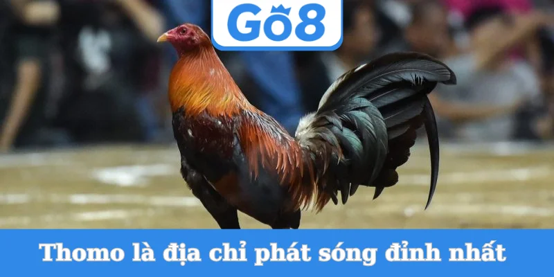 thomo-la-dia-chi-phat-song-dinh-nhat