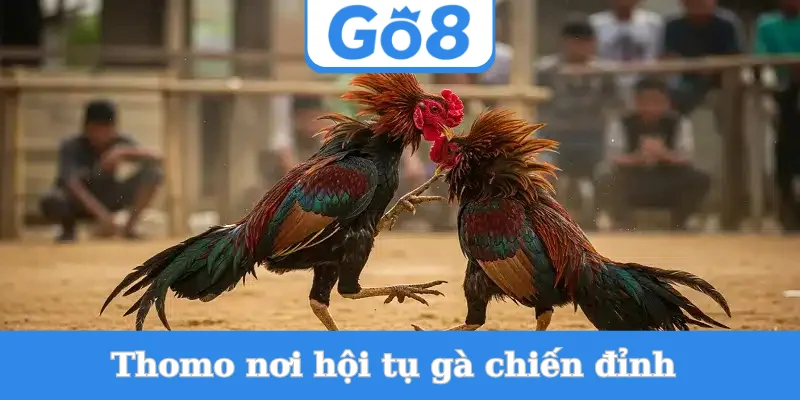 thomo-noi-hoi-tu-ga-chien-dinh